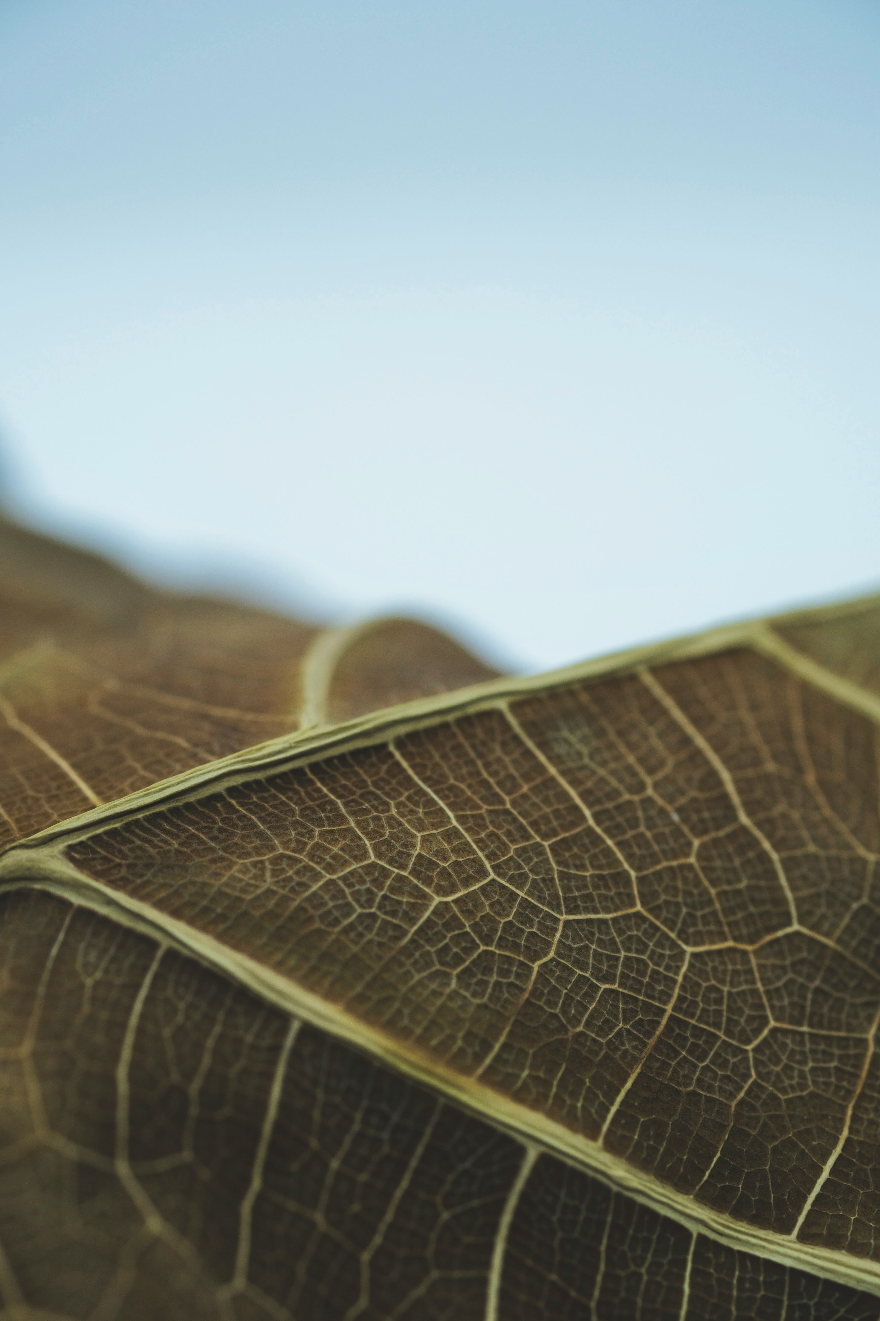 green leaf in close up photography